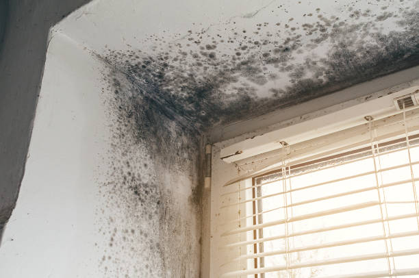 Affordable Mold Cleanup solutions in Old Bridge, NJ